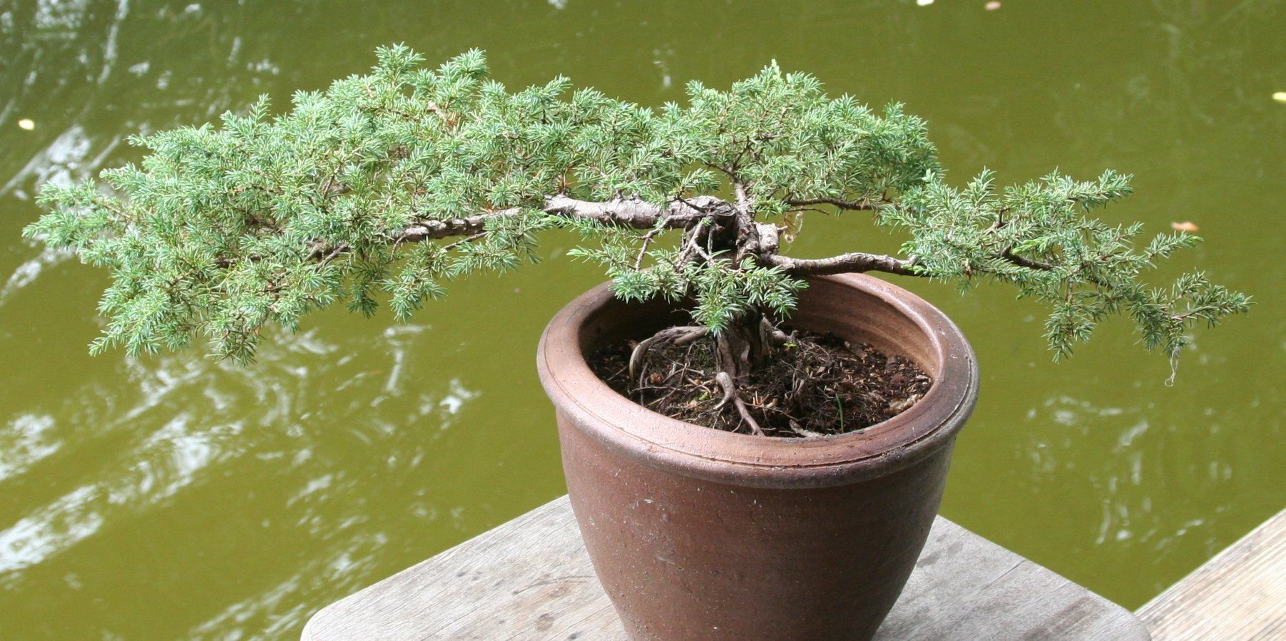 Plantes & graines: BONSAI  -  Kriechwacholder – D'occasion à Gretzenbach par Sikim 1