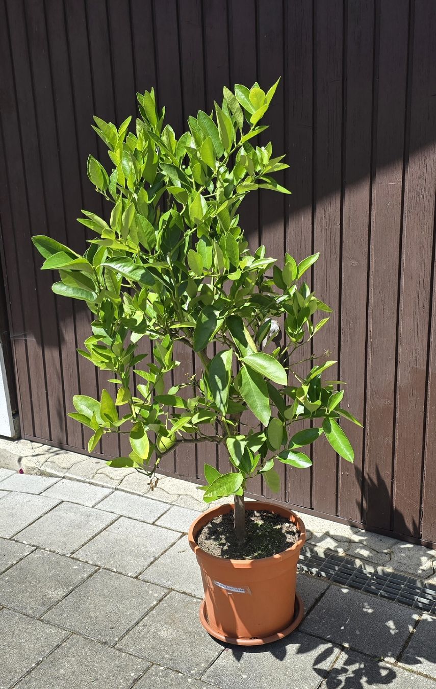 Piante & sementi: Limettenbaum (Echte Limette / Citrus aurantifolia). – Usato da Aarburg venduto da popkorn65 3