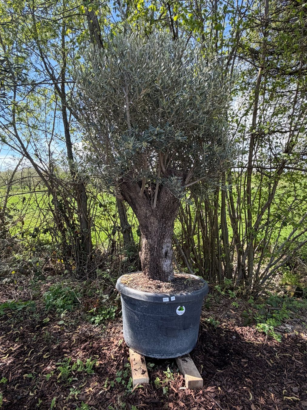 Piante & sementi: Olivenbaum "Olea Europea 15" Versand möglich – Nuovo (secondo la descrizione) da Zuckenriet venduto da Thur_Plant 2