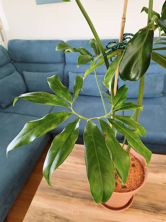 Pflanzen & Samen: Pflanze Philodendron fun bun – Gebraucht aus Kaisten von lys_zzy8 1