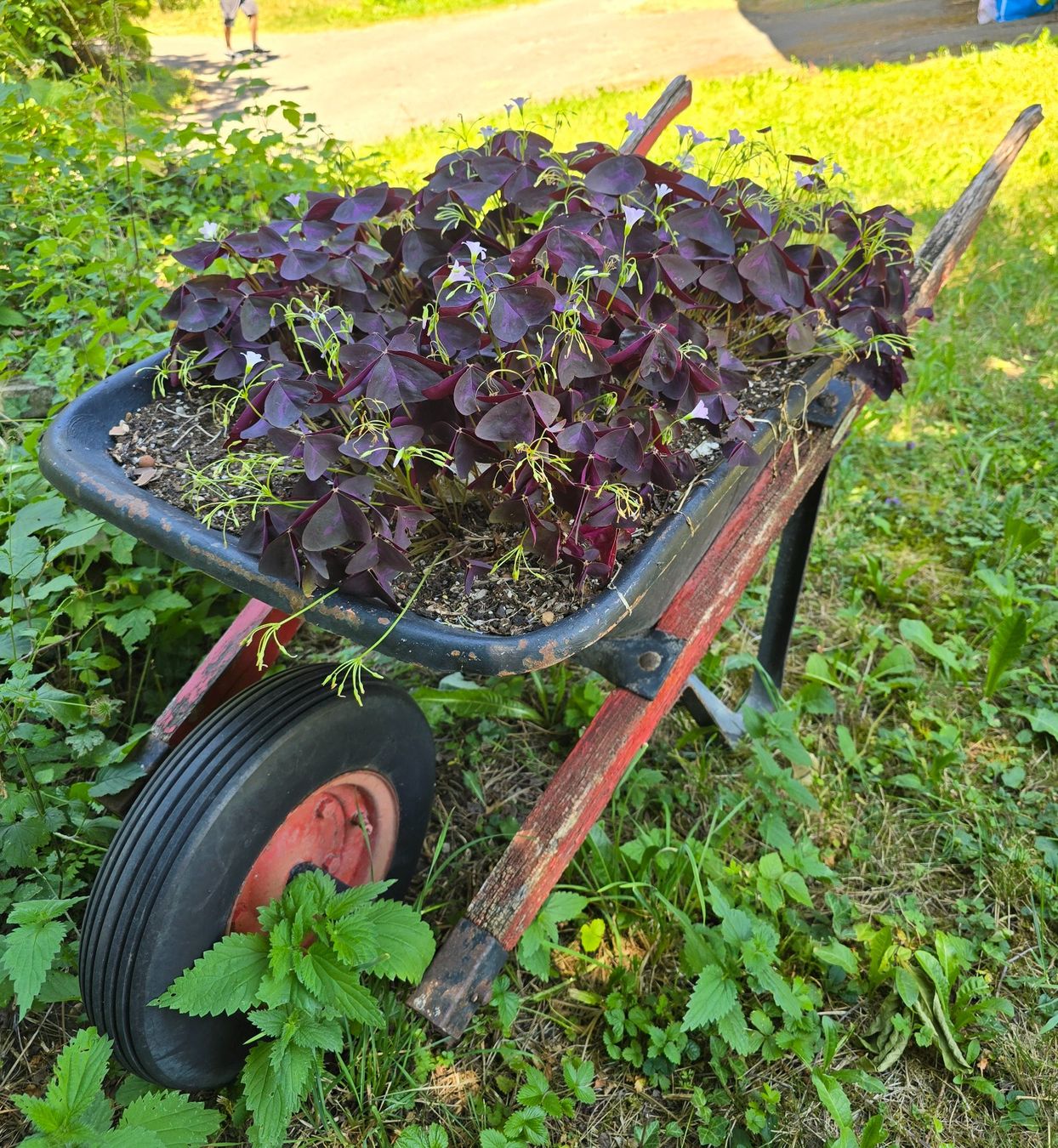 Carriole: Vintage Gartenschubkarre mit Holzgriffen – Usato da Agasul venduto da ire_h9wl 2