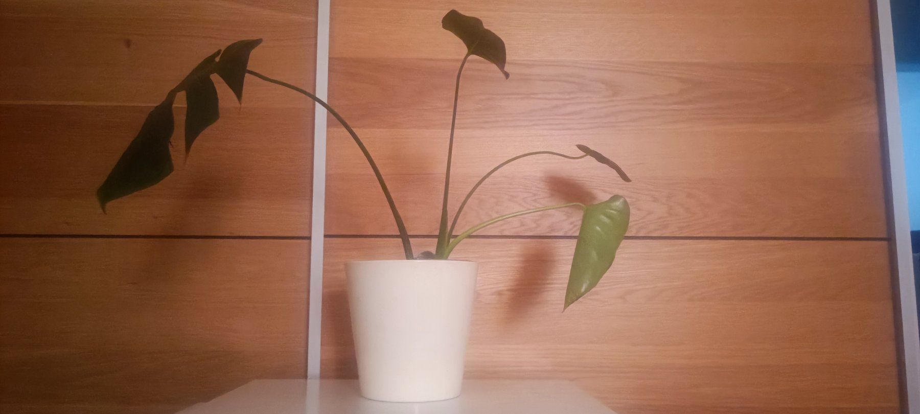 Piante & sementi: Monstera mit weißem Topf, ca. 45 cm hoch – Nuovo e nell'imballaggio originale da Bern venduto da sv-trade 3