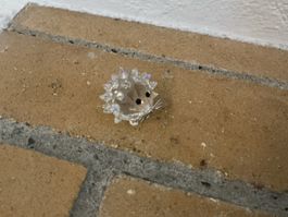 Swarovski crystal, hedgehog no. 5492739