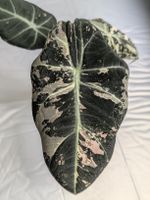 🌱 Alocasia Black Velvet Pink