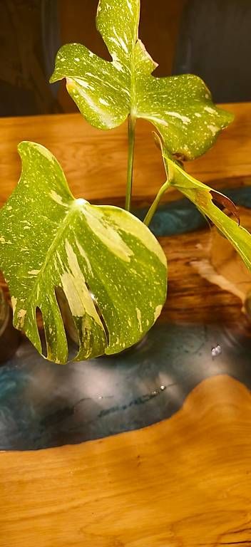 Piante & sementi: 1 Albino Monstera, 2 Normale – Usato da Zürich venduto da ale_xxz7 1