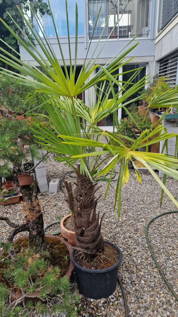 Pflanzen & Samen: Palmier du tessin – Gebraucht aus Jens von faidodo
