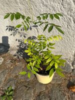 Glycinie Blauregen Pflanze Setzling für Spalier