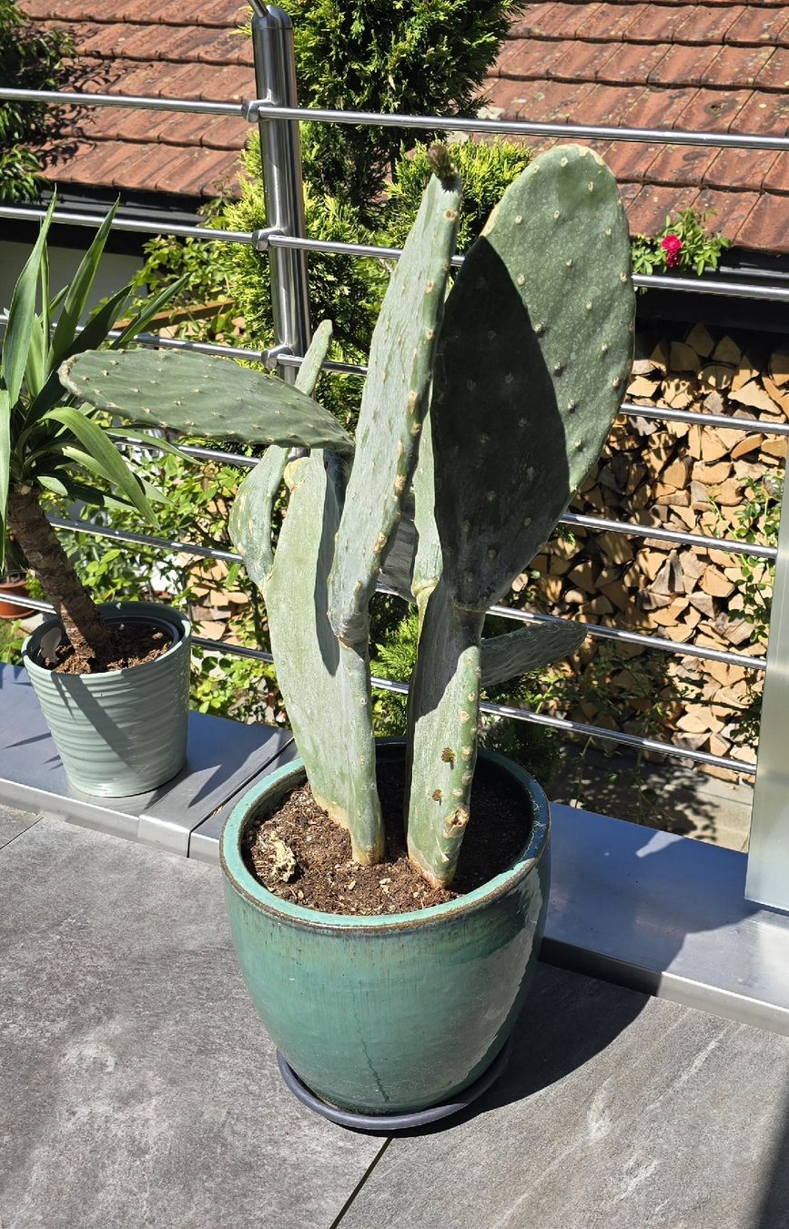 Piante & sementi: Opuntia Indica mit Topf   – Nuovo (secondo la descrizione) da Aarburg venduto da popkorn65 3