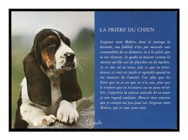 BASSET "La Prière du Chien"