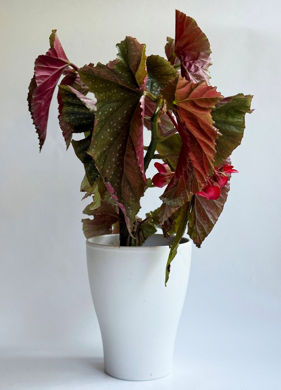 Plantes & graines: Begonia*Lucerna/Corallina***** – Neuf (Voir description) à Dübendorf par Orchid18 1