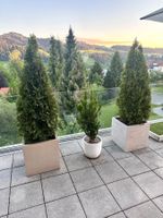 Thuja Lebensbäume inkl. Topf (7 Stk.)