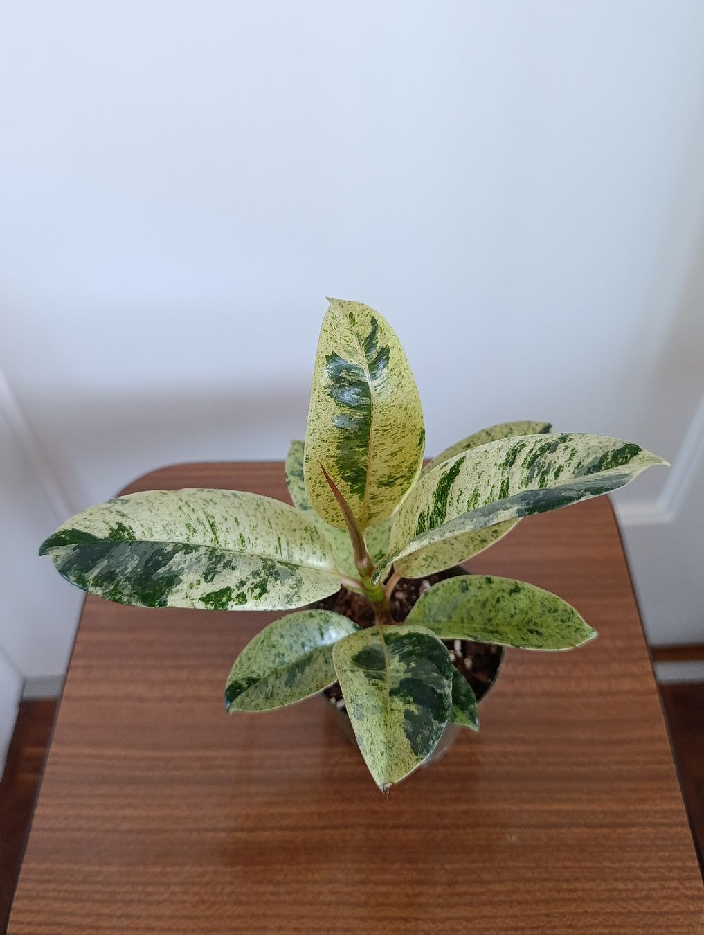 Piante & sementi: Ficus Shivereana Moonshine – Usato da Baar venduto da L.isa28