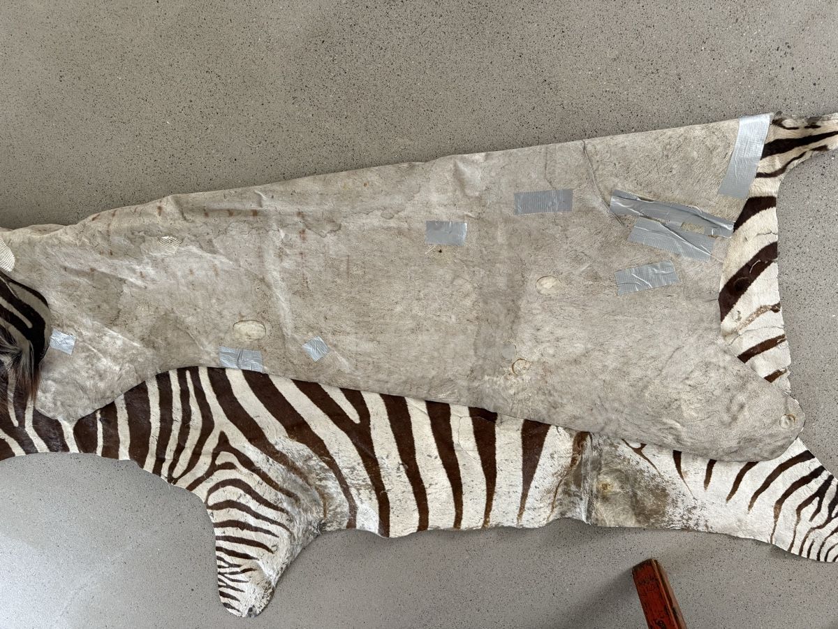 Tappeti: Zebrafell echt, Burchel – Usato da Richterswil venduto da Solemare47Nicole 9