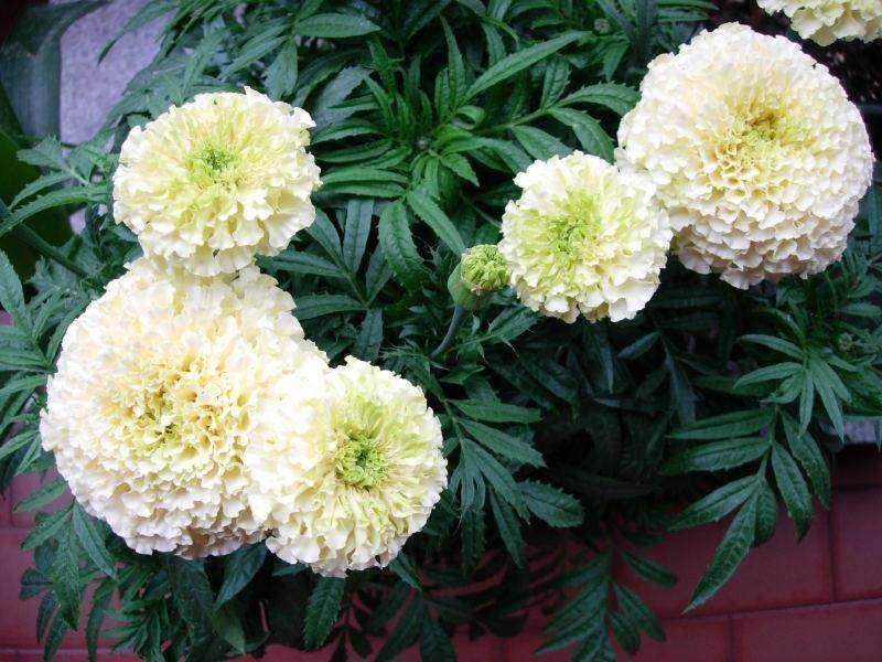 Piante & sementi: 50 Samen STUDENTENBLUME cremig – Usato da Ehrendingen venduto da VerveinaSamen 4