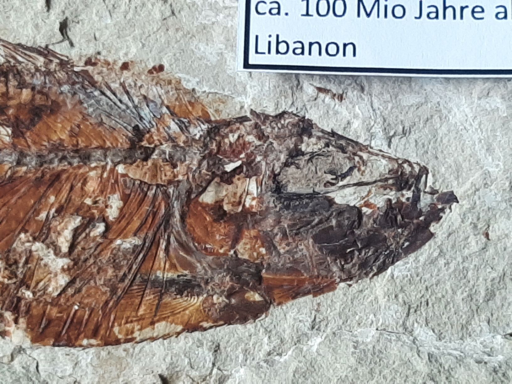 Fossilien: Fossiler Fisch Libanon – Gebraucht aus Rickenbach BL von Oktober68 4