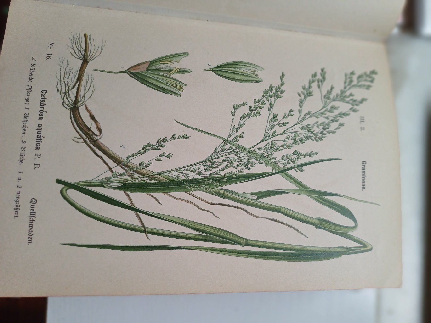 Libri: Buch: Beurteilung des Pferdeheues 1889 – Difettoso da Zürich venduto da regaflo 1