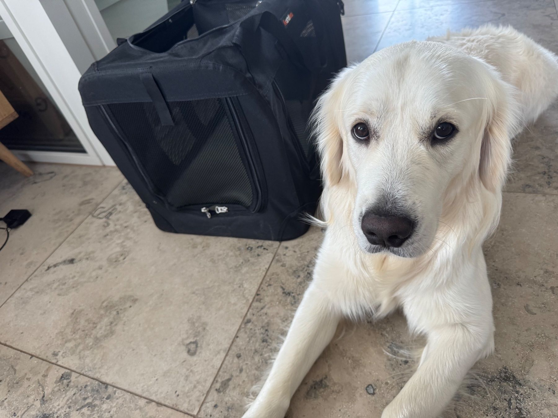 Liege- & Schlafplätze: Feandrea Dog Carrier / Crate – Neu (gemäss Beschreibung) aus Zürich von strelitziakiwi 1
