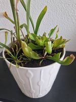 Fleischfressende Pflanzen: schöner Topf für Balkon / Garten
