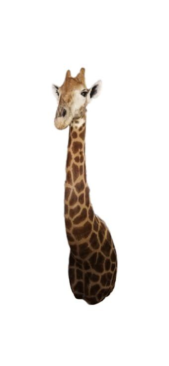 Il mondo degli animali: Präparat Giraffe – Nuovo e nell'imballaggio originale da Riken AG venduto da A.Hirt 1