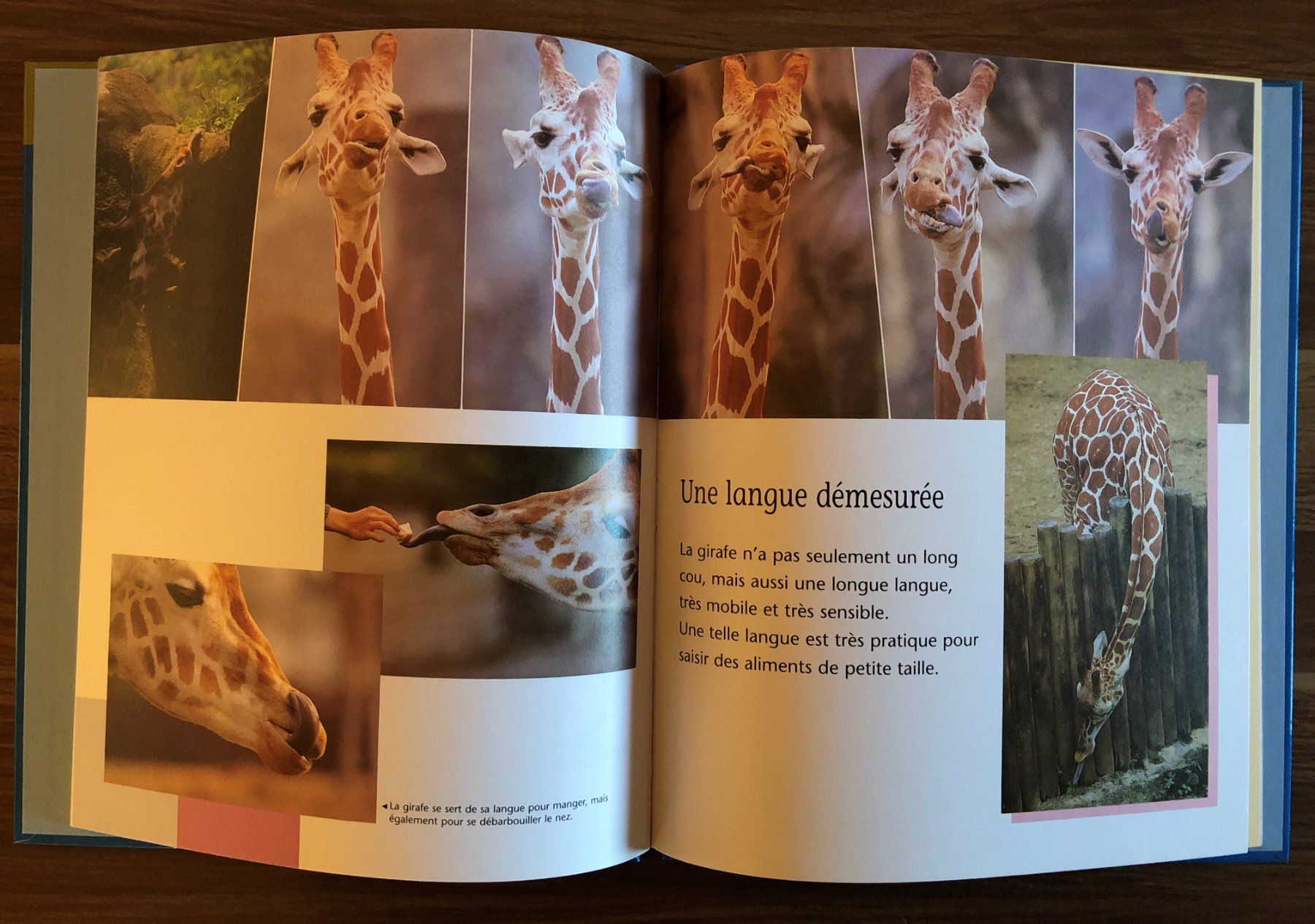 Libri: 8 livres Gros plan sur les animaux – Nuovo (secondo la descrizione) da Fribourg venduto da Alexia90 1