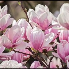 Profile image of Sweet_Magnolias