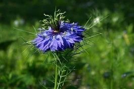 Nigelle de Damas (Cheveux de Vénus) 10g