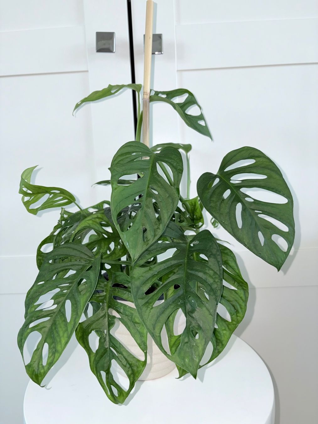 Piante & sementi: Monstera 'Monkey Leaf Monstera adansonii & ceramic pot 50 cm – Usato da Kilchberg ZH venduto da malibubeach 2