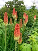 SALE 3 Fackellilien winterhart Gartenpflanze Versand