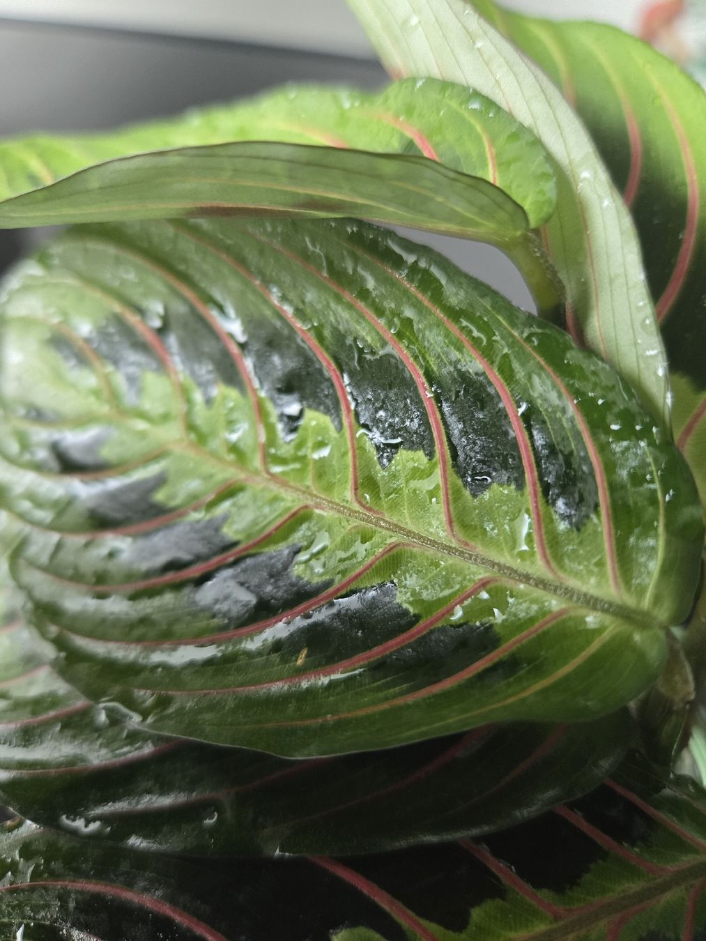 Piante & sementi: Maranta, Stecklinge – Nuovo e nell'imballaggio originale da Frauenfeld venduto da Schenken-mit-Herz 1