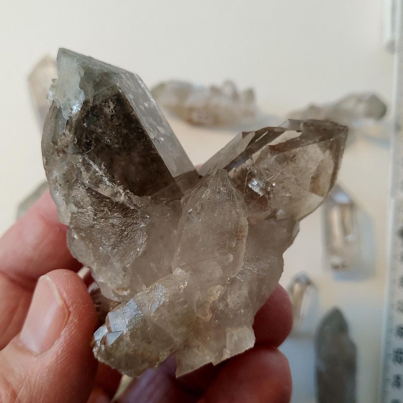 Minerali & Pietre curative: Lot Quarz, Uri, teils mit Phantom u. Skelett – Nuovo e nell'imballaggio originale da Steinhausen venduto da Kristall022 3