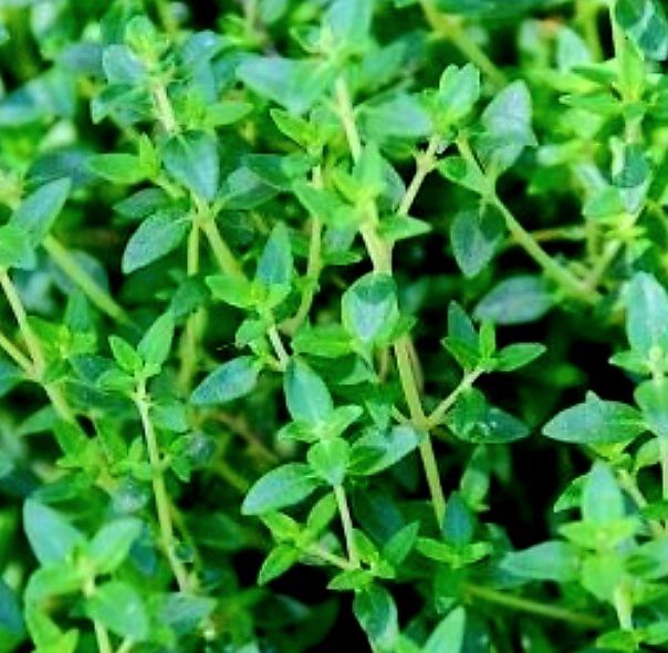 Piante & sementi: 100 Thymian Samen, Graines de Thym, Semi Timo, Thyme Seeds – Nuovo e nell'imballaggio originale da Rovio venduto da POSITIFFARTandPLANTS 4