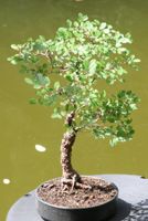 BONSAI  -  Zelkove