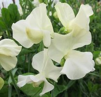 15 SPRING SUNSHINE CREAM Duftwicke Samen