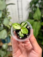 Hoya mathilde variegata 🦄✨