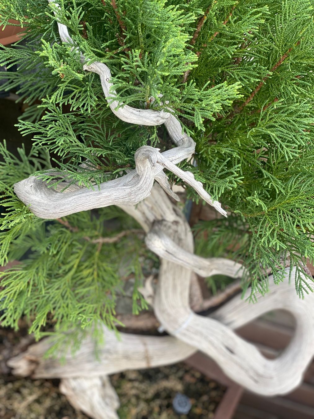 Pflanzen & Samen: Bonsai Wacholder – Gebraucht aus Aarau Rohr von Sergiomendez 2