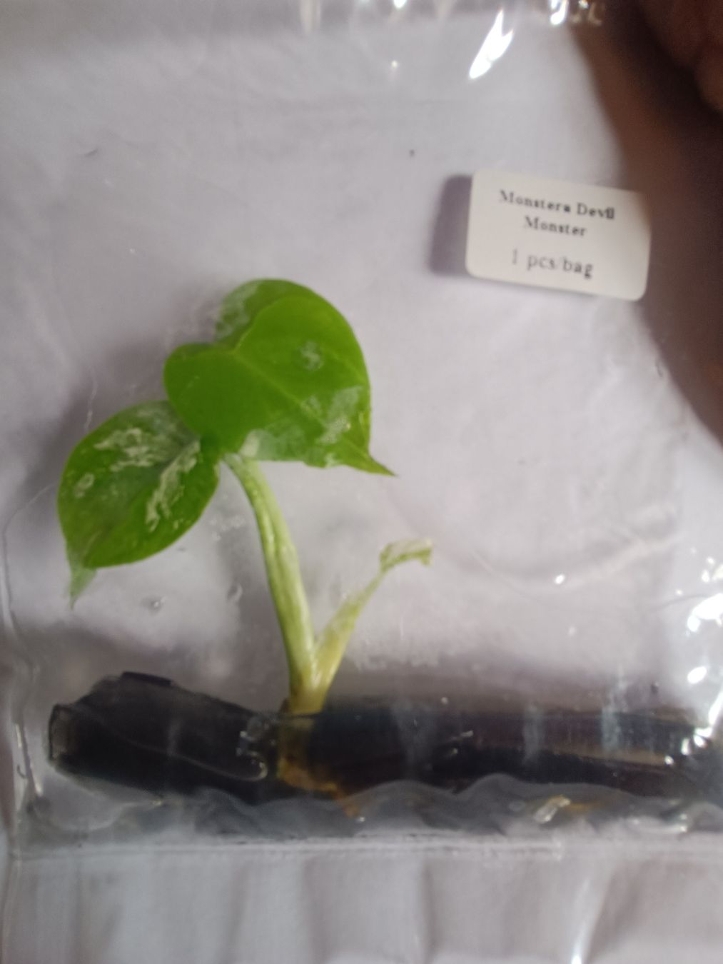 Plantes & graines: monstera Devil TC  – Neuf avec emballage d'origine à St-Aubin-Sauges par may_2yrv 2