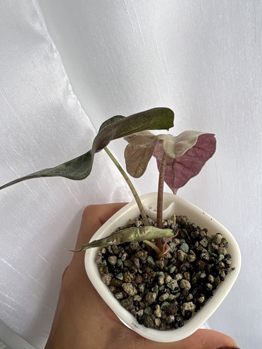 Alocasia Polly Pink Mint (Neu (gemäss Beschreibung)) in Ebikon für CHF ...