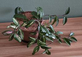 Porzellanblume Hoya Carmosa