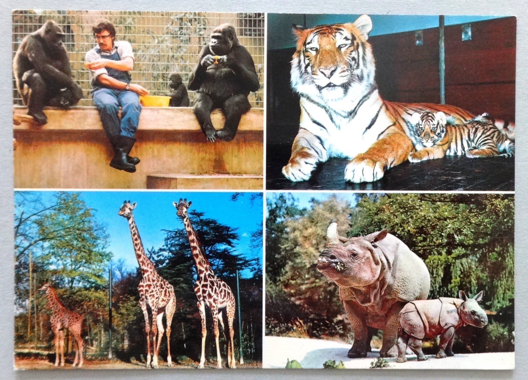 Ansichtskarten: Zoologischer Garten Basel – Gebraucht aus Fétigny von Billy2miny