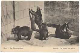 BERN Der Bärengraben, Bären, La fosse aux ours