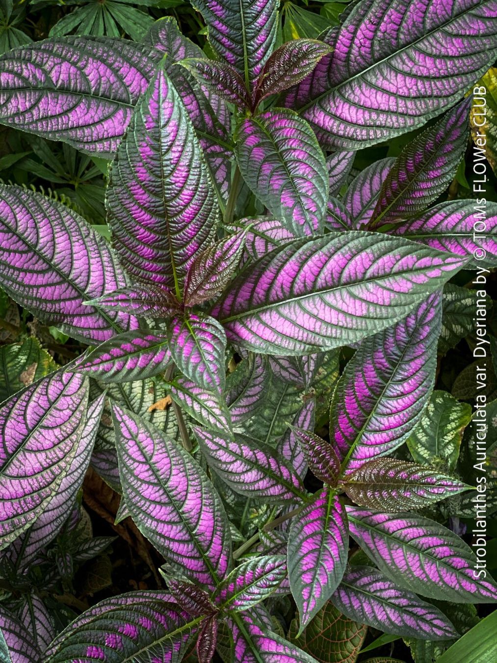 Piante & sementi: Strobilanthes Dyeranus - einfach nur Blattkunstwerk – Nuovo e nell'imballaggio originale da Adliswil venduto da asTOMas963 2