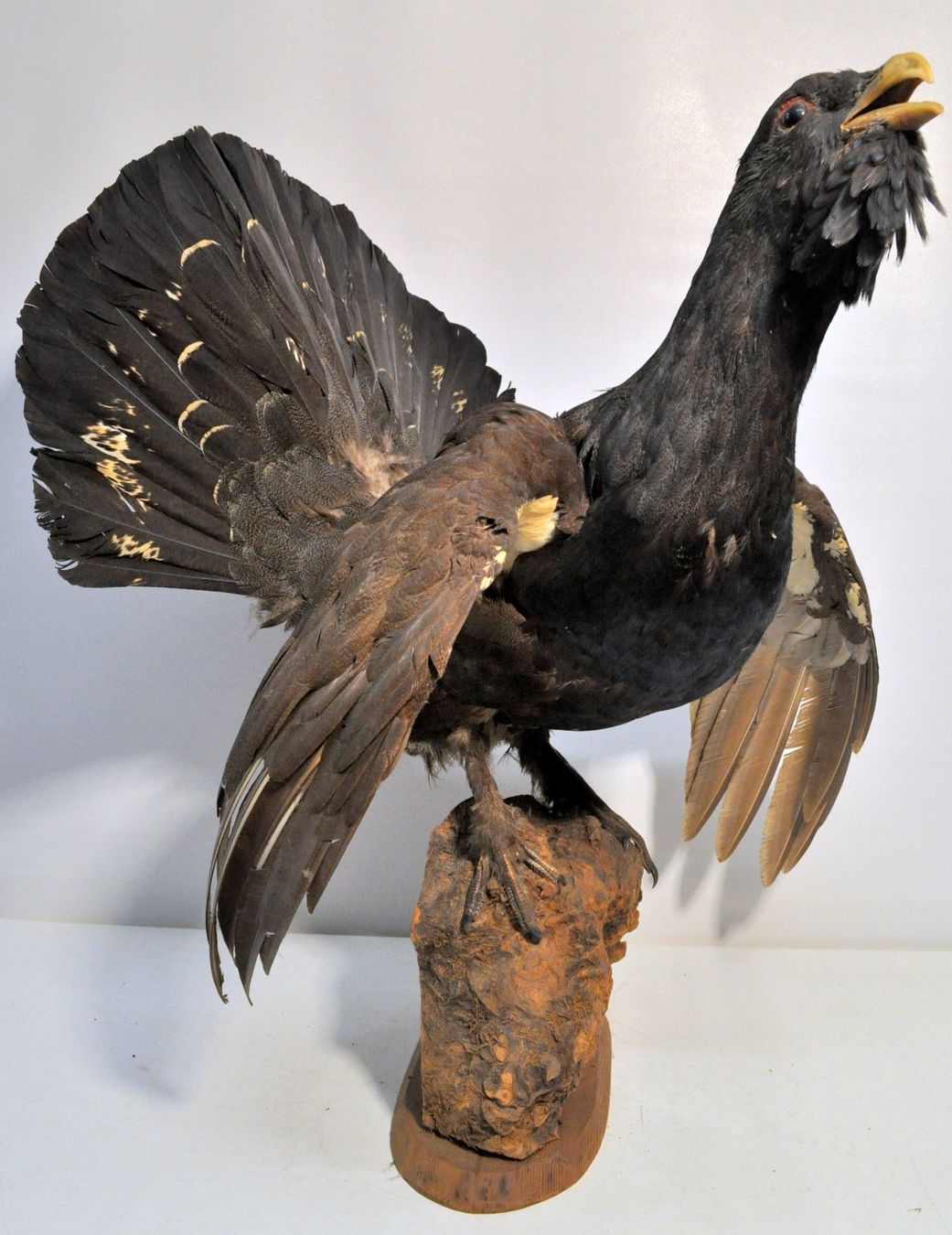 Il mondo degli animali: Grand tétras naturalisé – Usato da Neuchâtel venduto da Neuchatel 9