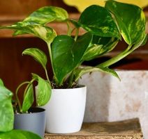 Baby 15-20 cm ↕️ EPIPREUNUM AUREUM “Pothos”