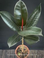 Ficus Elastica Robusta Black - "schwarzer Gummibaum"
