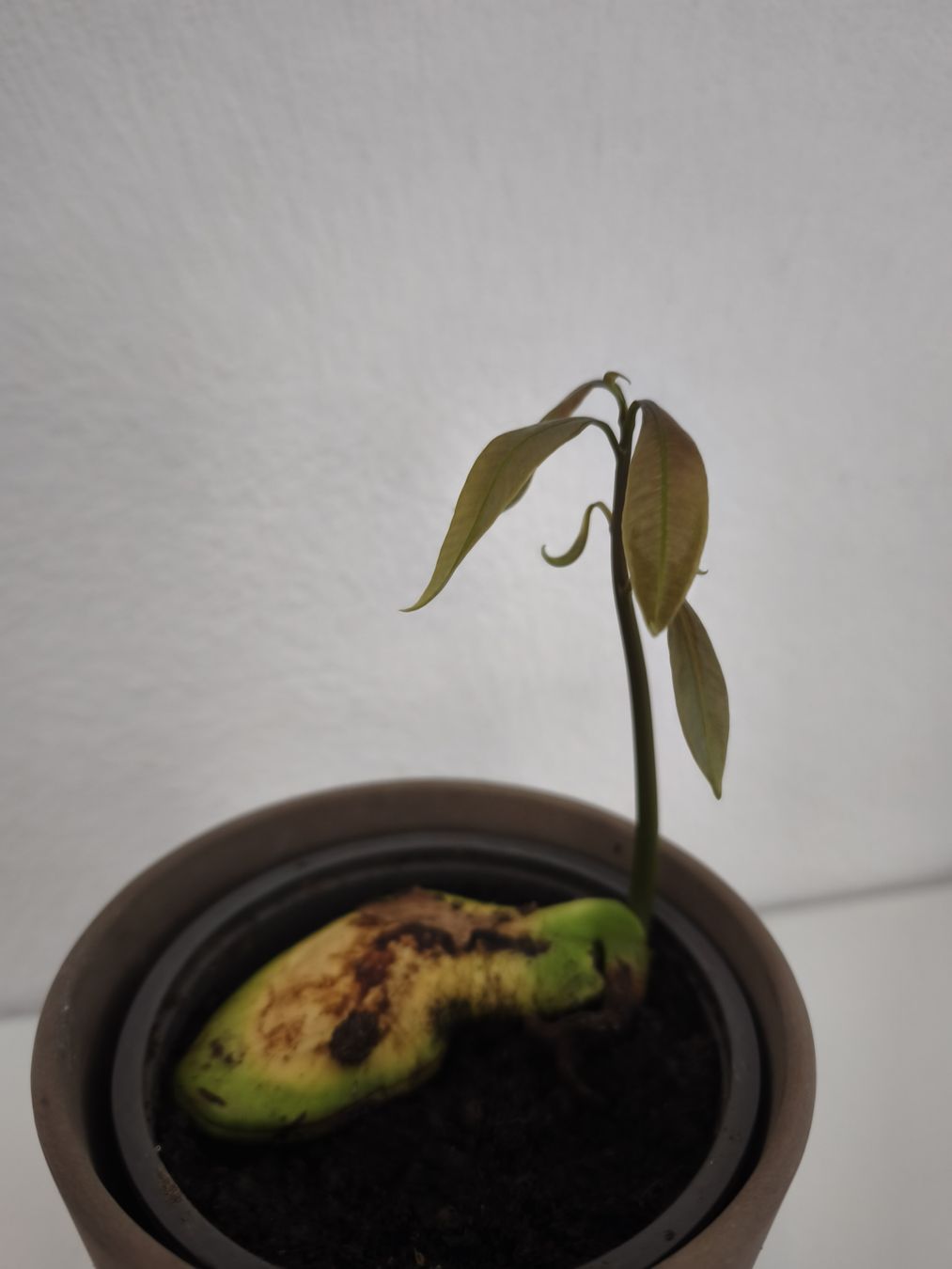 Piante & sementi: Mango Baum Pflanze – Nuovo (secondo la descrizione) da Uznach venduto da Mmanson1 1