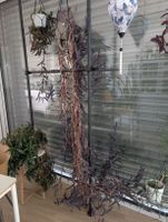 XL Tradescantia Pallida (Purpurtüte), Sehr lange Hängepflanz