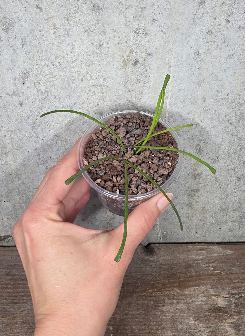 Piante & sementi: Hoya Retusa – Nuovo (secondo la descrizione) da St.Erhard venduto da Plumilandschweiz 1