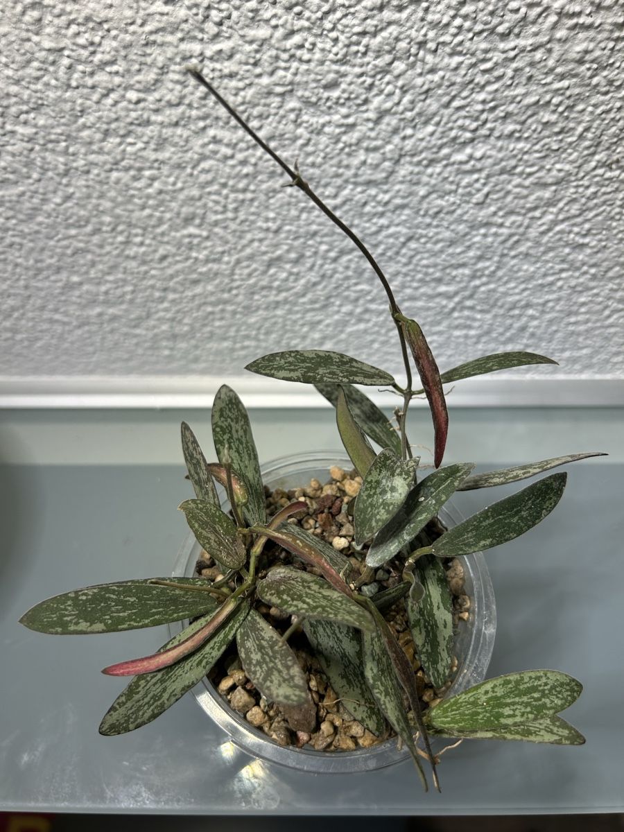 Piante & sementi: Bewurzelte Hoya Stecklinge – Usato da Niederbüren venduto da Monde09 2