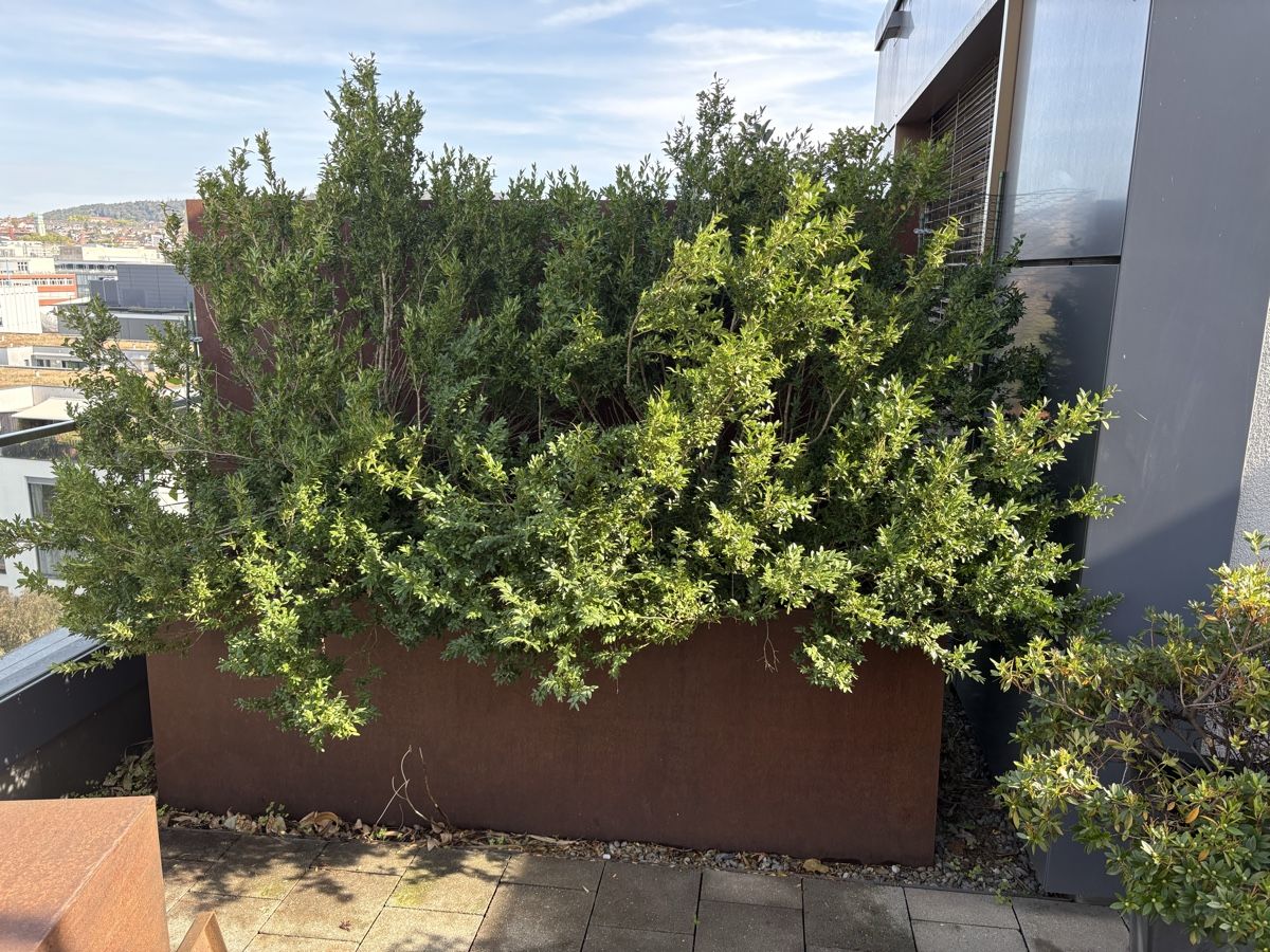 Pflanzen & Samen: 2 x Buchsbaum im Runden Plastiktopf – Gebraucht aus Zürich von seb_8rsb 2
