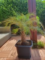 Zwergdattelpalme - Phoenix Roebelenii